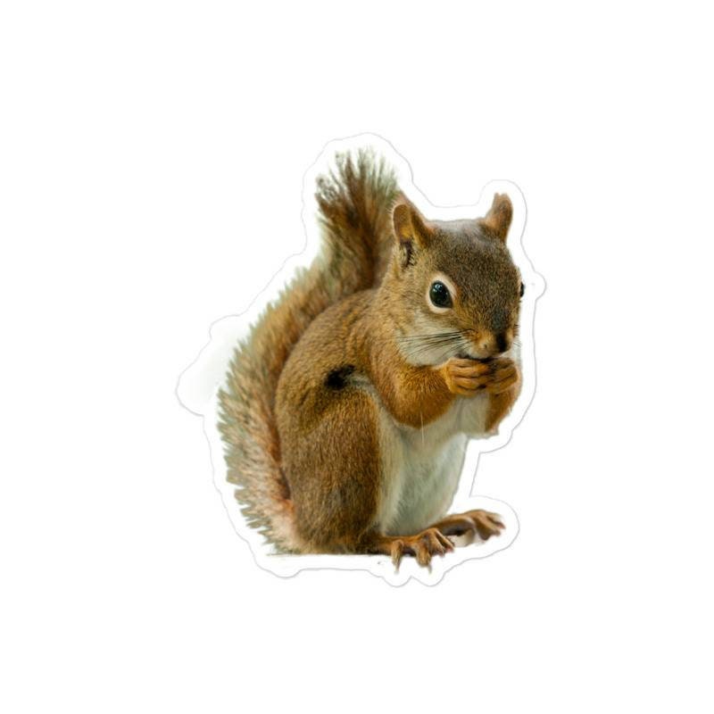 Squirrel Sticker Etsy