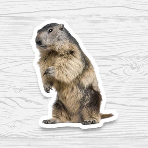 Groundhog Sticker