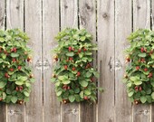 6 Strawberry Bare Roots Vertical Hanging Planter Kit Perfect for All Gardeners, Beginner Friendly Grow Fruit Outside, Great Gift Tasty