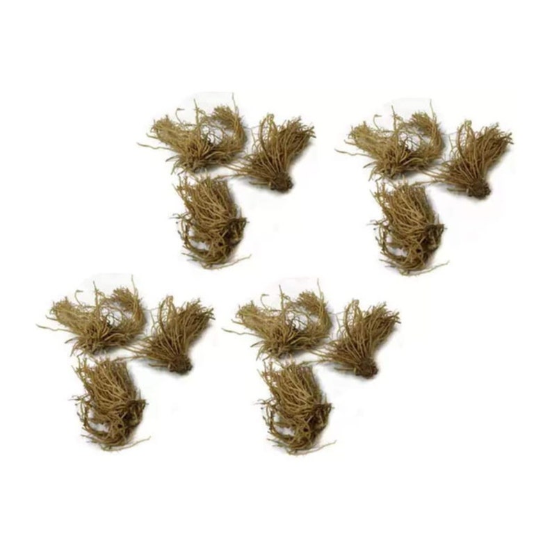 361224 Hosta Bare Root Plants Organic Mixed HeartShaped Etsy