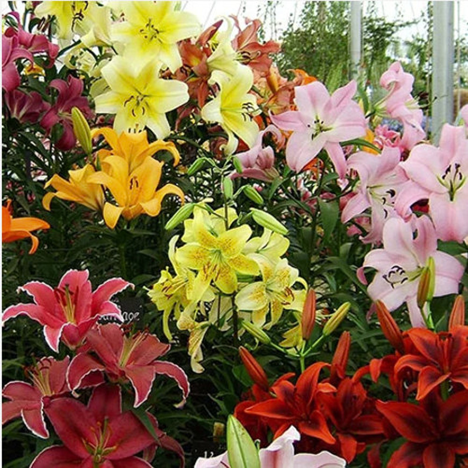 10 Beautiful Lilium Oohs & Aahs Daylily Bulb Mix Organic ECO Etsy