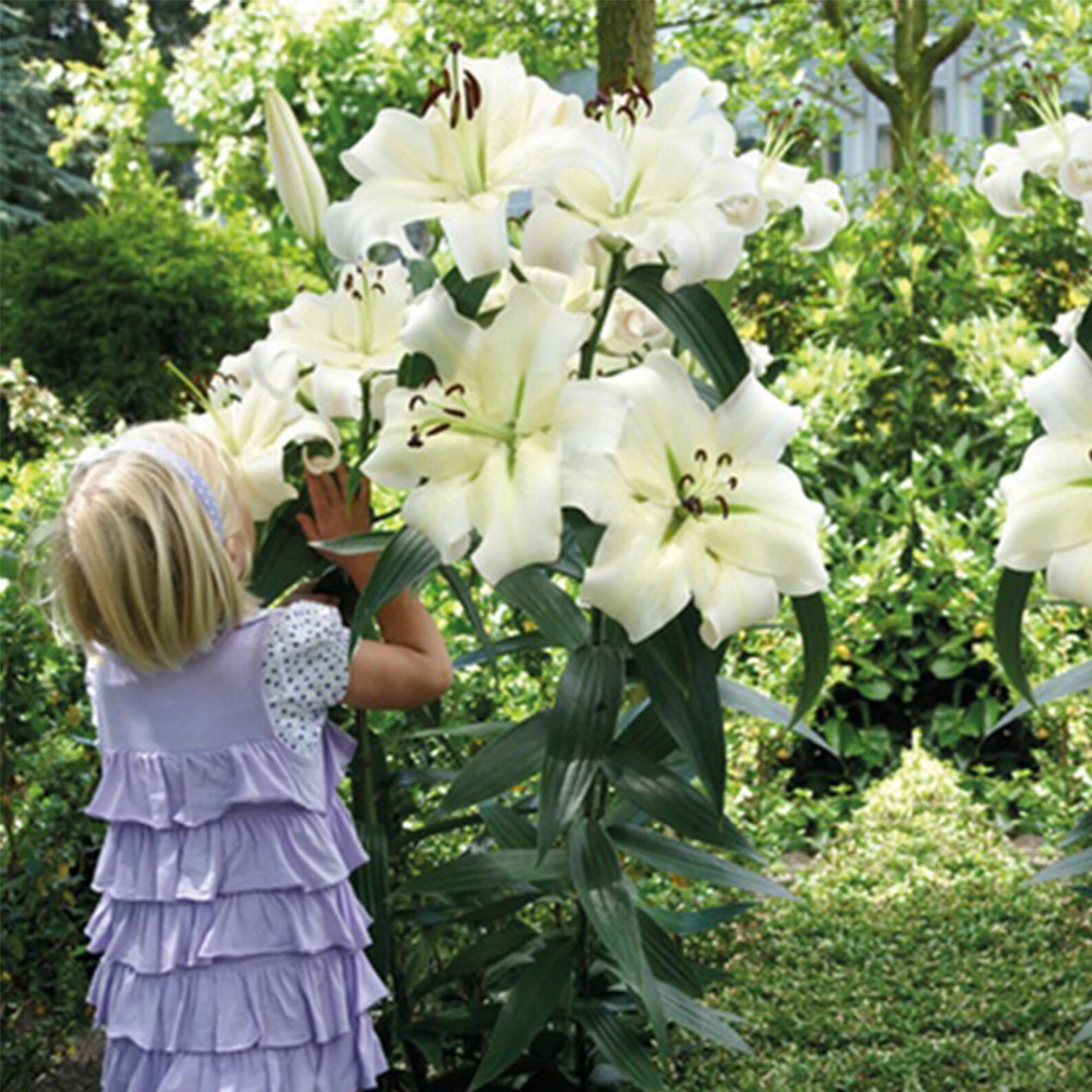 3612 Giant pretty Lady Tree Lily Bulbs Blooms Etsy