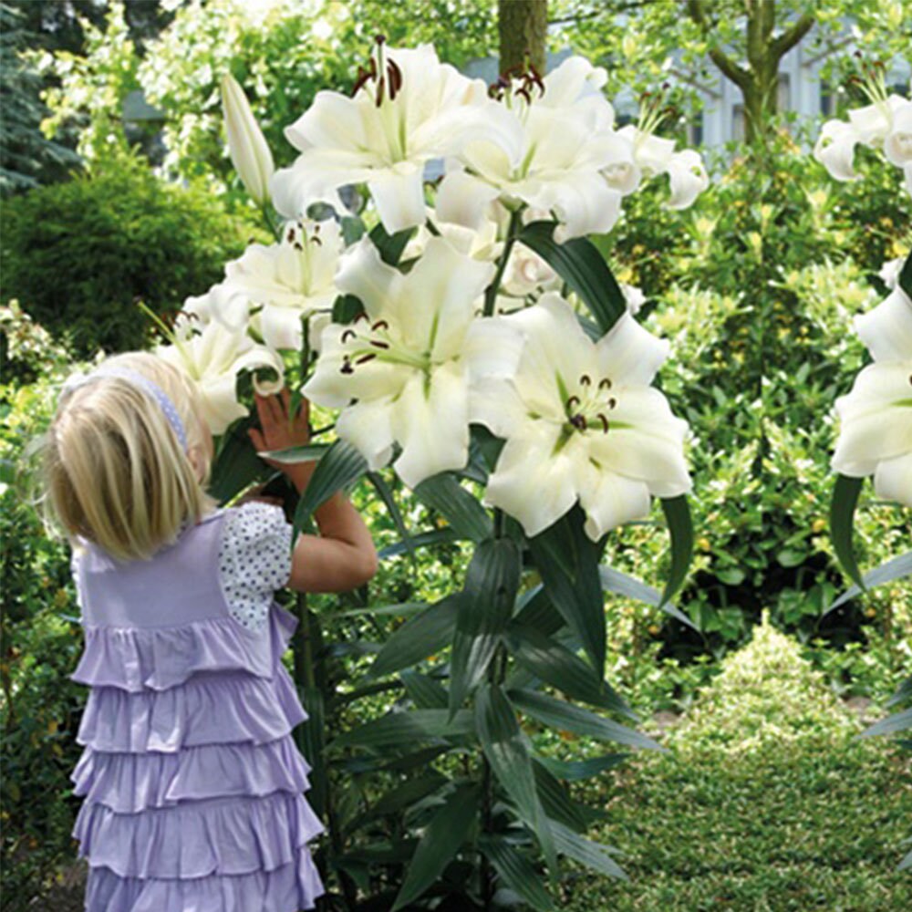 3612 Giant pretty Lady Tree Lily Bulbs Blooms Etsy