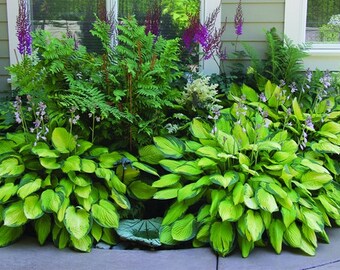 3,6,12,24 Hosta Bare Root Plants Organic Mixed Heart-Shaped Leaves Indoor or Outdoor Garden Flower Perennial Rich Green Foliage Great Gift