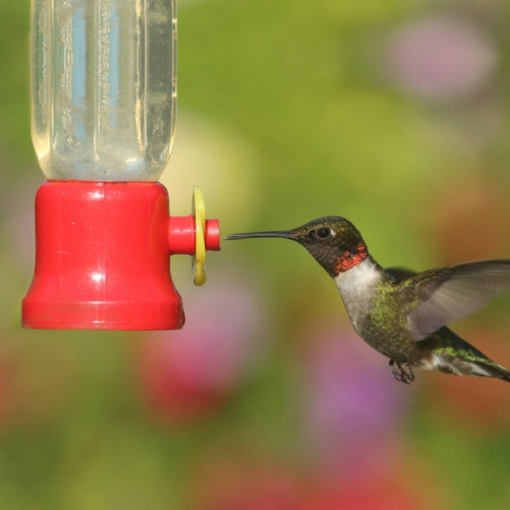 2 Pack Hummingbird Nectar Flower Feeder 20 oz Hanging Garden Outdoor Patio Clear 