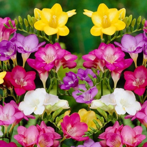 Mixed Freesia Flowers 3 Bulbs Spring Plant Easy Grow Sweet Scented Perennial UK 