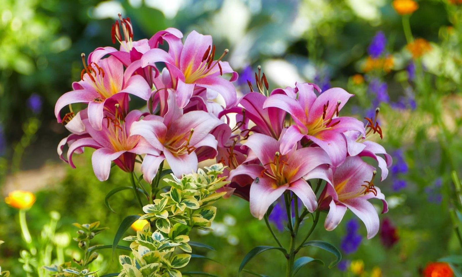 10 Beautiful Lilium Oohs & Aahs Daylily Bulb Mix Fresh ECO Etsy