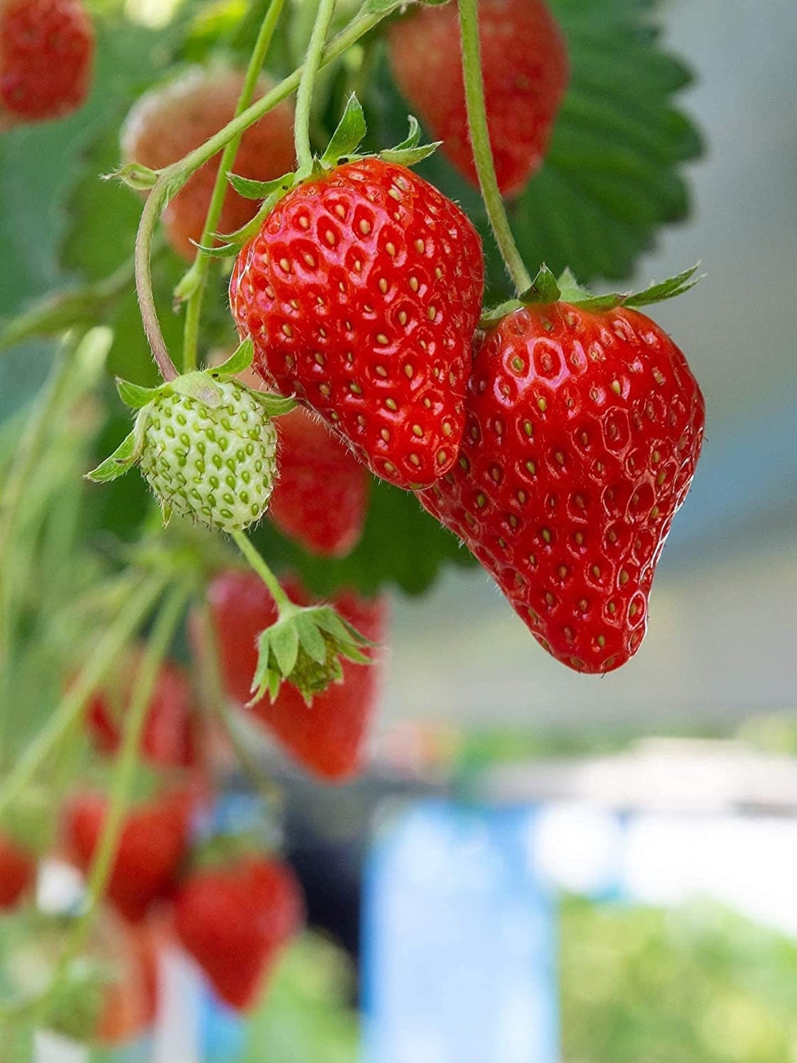 20 Strawberries Bare Root Plants Strawberry Evie 2 Grow Etsy