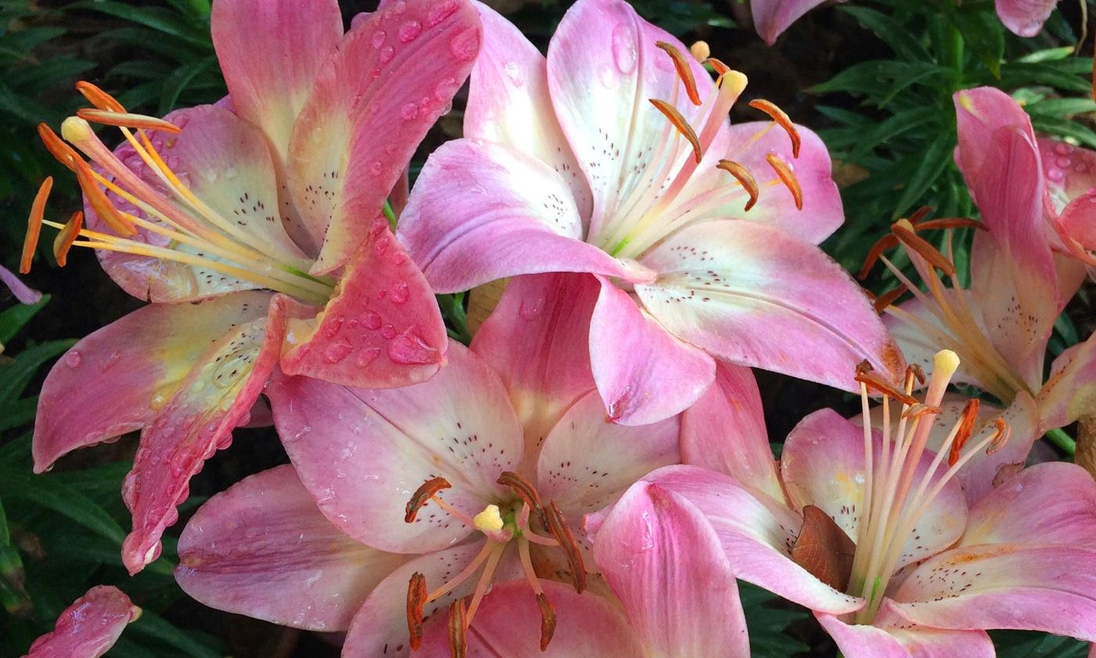 10 Beautiful Lilium Oohs & Aahs Daylily Bulb Mix Fresh ECO Etsy