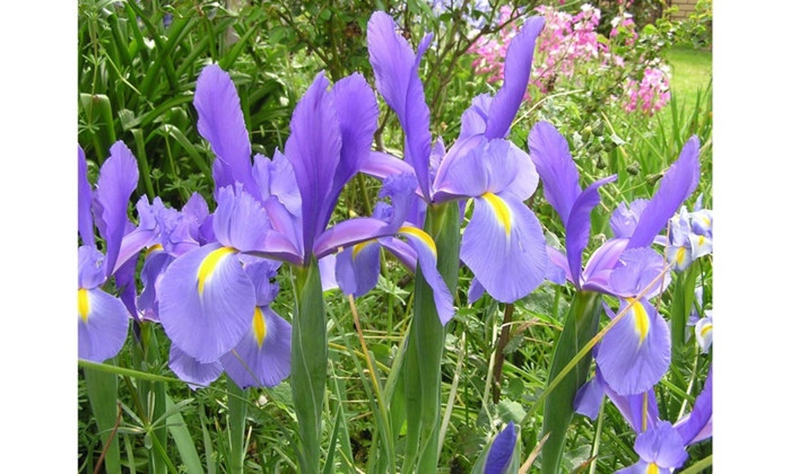 Magic Indigo Dutch Iris Bulb Collection Large Bright Multi Etsy