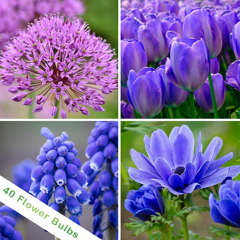 Beautiful Flower Bulb Collections Vibrant & Colorful Bulbs Etsy