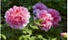 4-Pack Double Bloom Mixed Peony Bulb Collection - Gorgeous Giant Red, White, & Pink Deer Resistant Perennial Flowers Perfect for All Gardens 