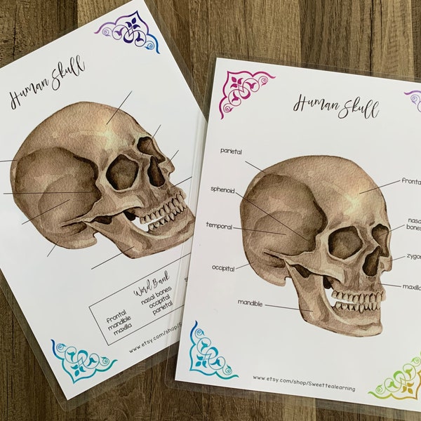 Skull Labeling Activity - Skeletal System - Biology Printable - Anatomy and Physiology Digital Download - Science Homeschool Activity Game