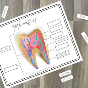 Tooth Anatomy Health Science Lesson - Printable Homeschool Curriculum - Preschool and Elementary Activity Worksheet