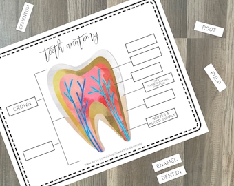 Tooth Anatomy Health Science Lesson - Printable Homeschool Curriculum - Preschool and Elementary Activity Worksheet