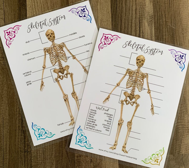 Skeletal System Labeling Activity Sheets - Biology Printable - Anatomy ...
