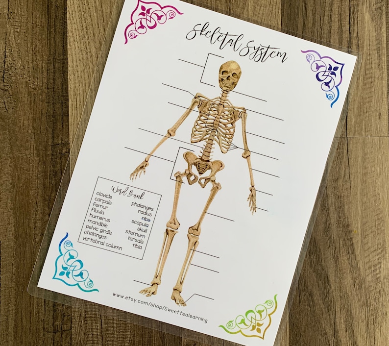 Skeletal System Labeling Activity Sheets - Biology Printable - Anatomy ...