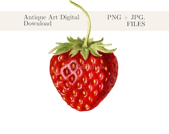 Antique Red Strawberry Fruit PNG Clip Art Illustration Painting Instant Download