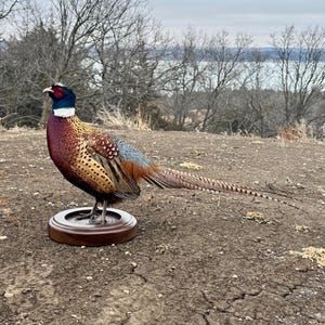 South Dakota Late Season Pheasant.  Standing on a Walnut round base for a bookshelf or table.