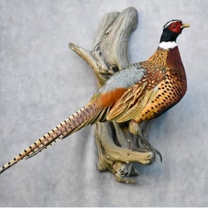 May include: A mounted pheasant with brown, white, and gray feathers. The pheasant is perched on a piece of driftwood.