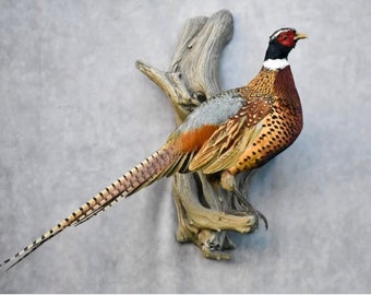 Standing South Dakota Pheasant Mounts.