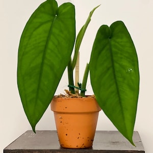 Syngonium Macrophyllum - Sold in 2 inch terracotta pot