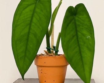 Syngonium Macrophyllum - Sold in 2 inch terracotta pot