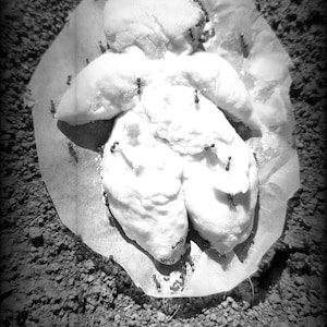 The Dough Poppet Curse, Ant curse, Poppet Curse, Enemy Curse, Revenge Curse, DUME