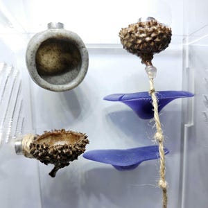 Sling Bundle | DIY Enclosure Decor | **magnetic jumping spider decor**