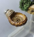 Jumping Spider Magnetic Acorn Ledge product logo