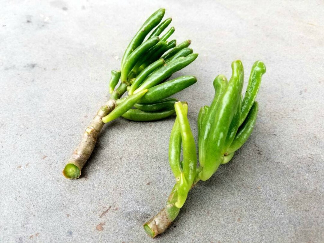 4x Hobbit Jade Cuttings 23 crassula Ovata Etsy