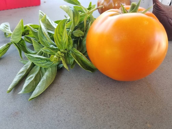 10x Momotaro Gold Tomato Seeds Rare