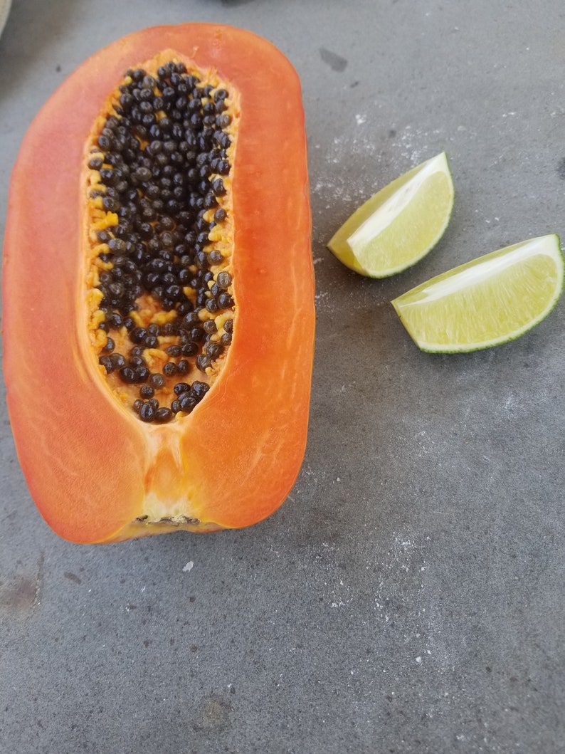 25x Red Papaya Maradol Seeds Mexican Variety Etsy