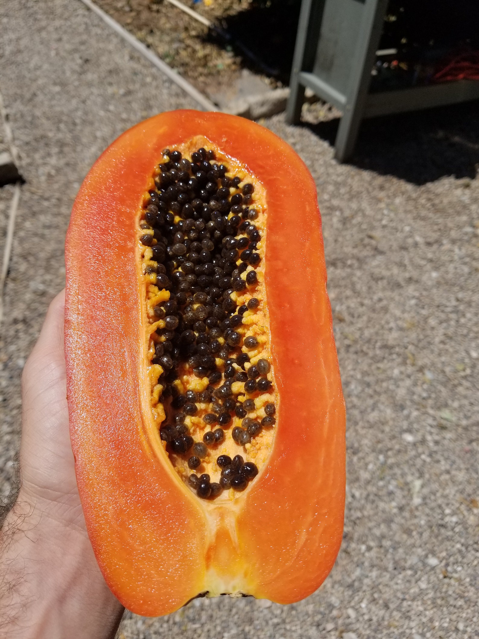 25x Red Papaya Maradol Seeds Mexican Variety Etsy