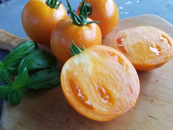 10x Momotaro Gold Tomato Seeds Rare Etsy