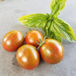 10x Sunchocola Hybrid Cherry Tomato Seeds