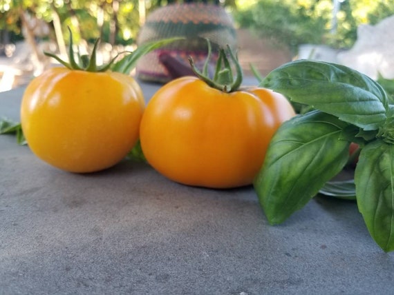 10x Momotaro Gold Tomato Seeds Rare