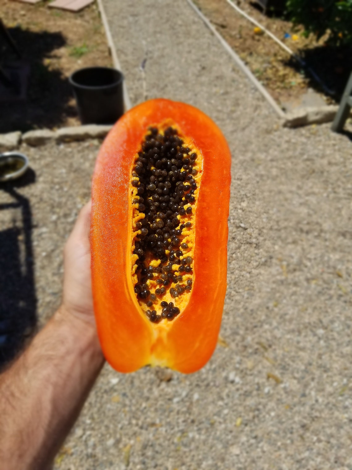 25x Red Papaya Maradol Seeds Mexican Variety Etsy