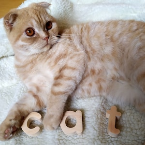 May include: A ginger Scottish Fold cat with large amber eyes lying down next to three individual wooden letters that spell out the word cat. The cat has folded ears and a light orange tabby coat with darker orange stripes across its body.