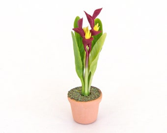 Pode incluir: Uma pequena planta em vaso com flores bordô, centros amarelos e folhas verdes. A planta está em um pequeno vaso de terracota marrom claro. O vaso é preenchido com material verde texturizado, em um fundo branco.