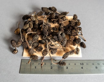 100 pcs Tiny Alder Cones, Alnus glutinosa, Small Alder Tree Pinecones, natural Water conditioner, Beta fish aquarium, Shrimp Tank Supplement