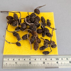 May include: A close-up of a pile of brown alder cones on a yellow felt surface. A ruler is visible below the felt.
