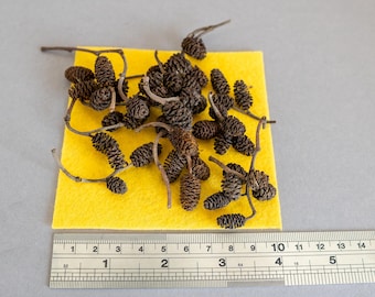 200 pcs Small Alder Tree Pinecones, Tiny Alder Cones, Alnus glutinosa, natural Water conditioner, Beta fish aquarium, Shrimp Tank Supplement