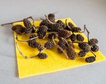 50 pcs Tiny Alder Cones, Alnus glutinosa, Small Alder Tree Pinecones, natural Water conditioner, Betta fish aquarium, Shrimp Tank Supplement