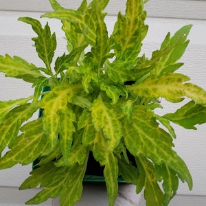 May include: A top-down view of a potted plant with vibrant green and yellow leaves. The leaves have a textured appearance with a mix of light and dark green, and yellow variegation. The plant is in a square green pot.