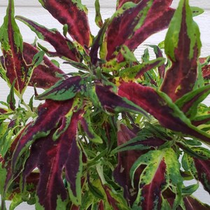 May include: Close-up of a coleus plant with vibrant foliage. The leaves display a striking mix of colors, including deep burgundy, bright green, and touches of yellow. The plant's leaves have a ruffled texture.