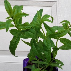 Lemon Verbena live plant in 4" pot. We do not ship to HI, CA and PR.
