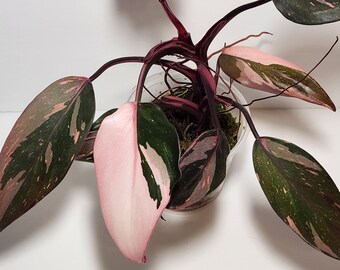 Philodendron Pink Princess Plant with good roots. Ships in 3" cup.