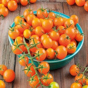 May include: A bowl filled with bright orange cherry tomatoes, with additional tomatoes scattered around the bowl on a wooden surface.