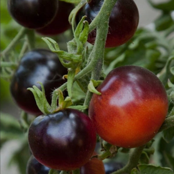 Two Indigo Rose Heirloom Tomatoes, organic live plants, non-GMO. Ships in 4" pot/each.